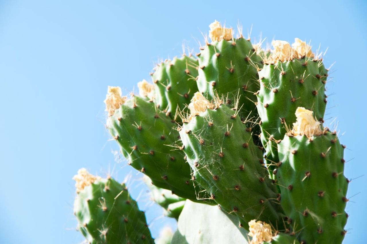 The Prickly Pear Apartment Χανιά Εξωτερικό φωτογραφία